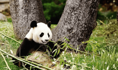 Celebramos el cumpleaños de Jin Xi y Zhu Yu en el Zoo de Madrid